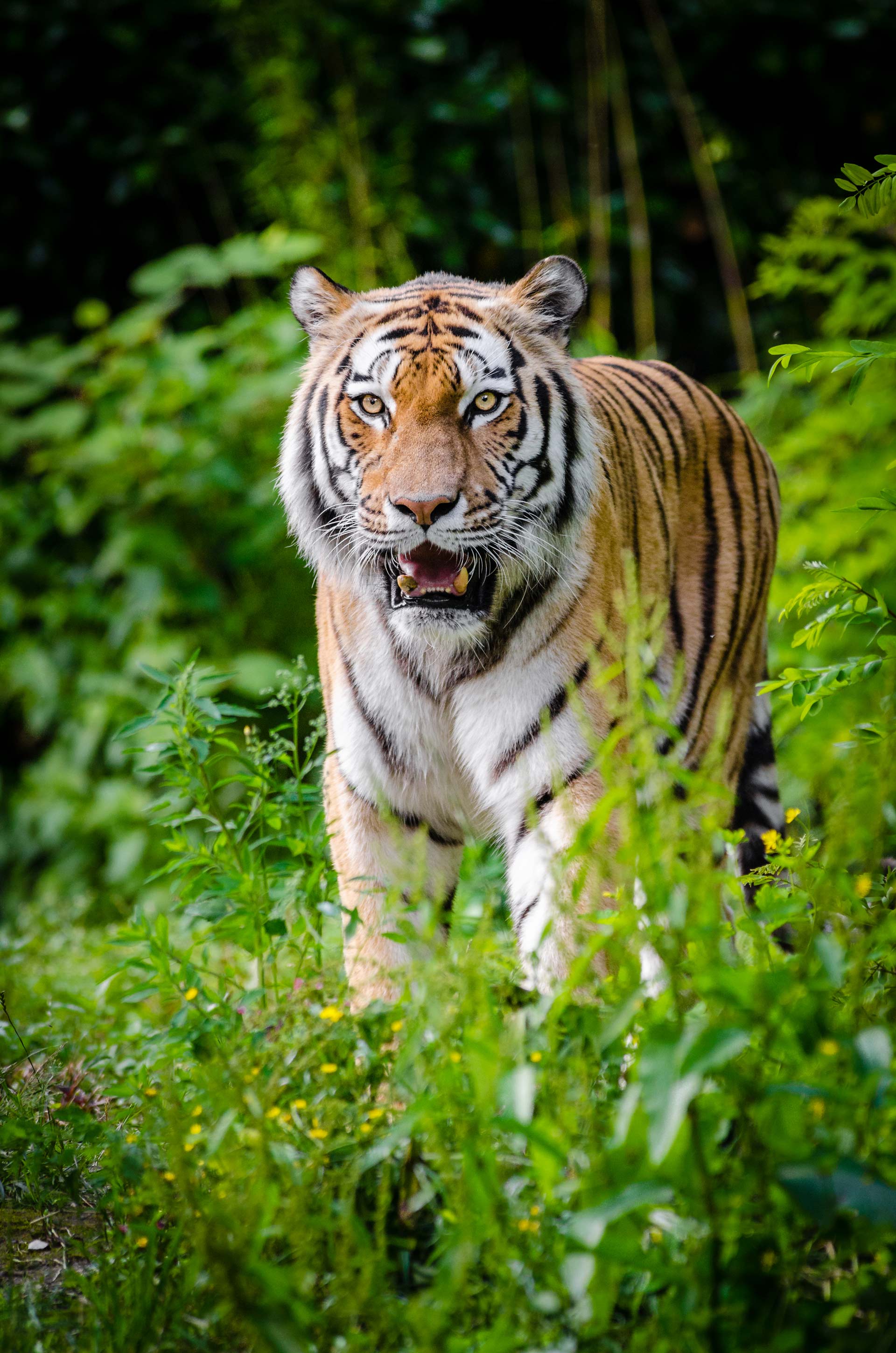 Tiger of Shotokan Karate - Japan Karate Association vertreten in der Schweiz durch Swiss Karatedo Renmei (SKR)