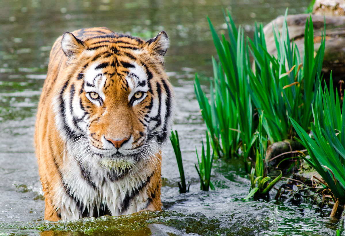 karate tiger