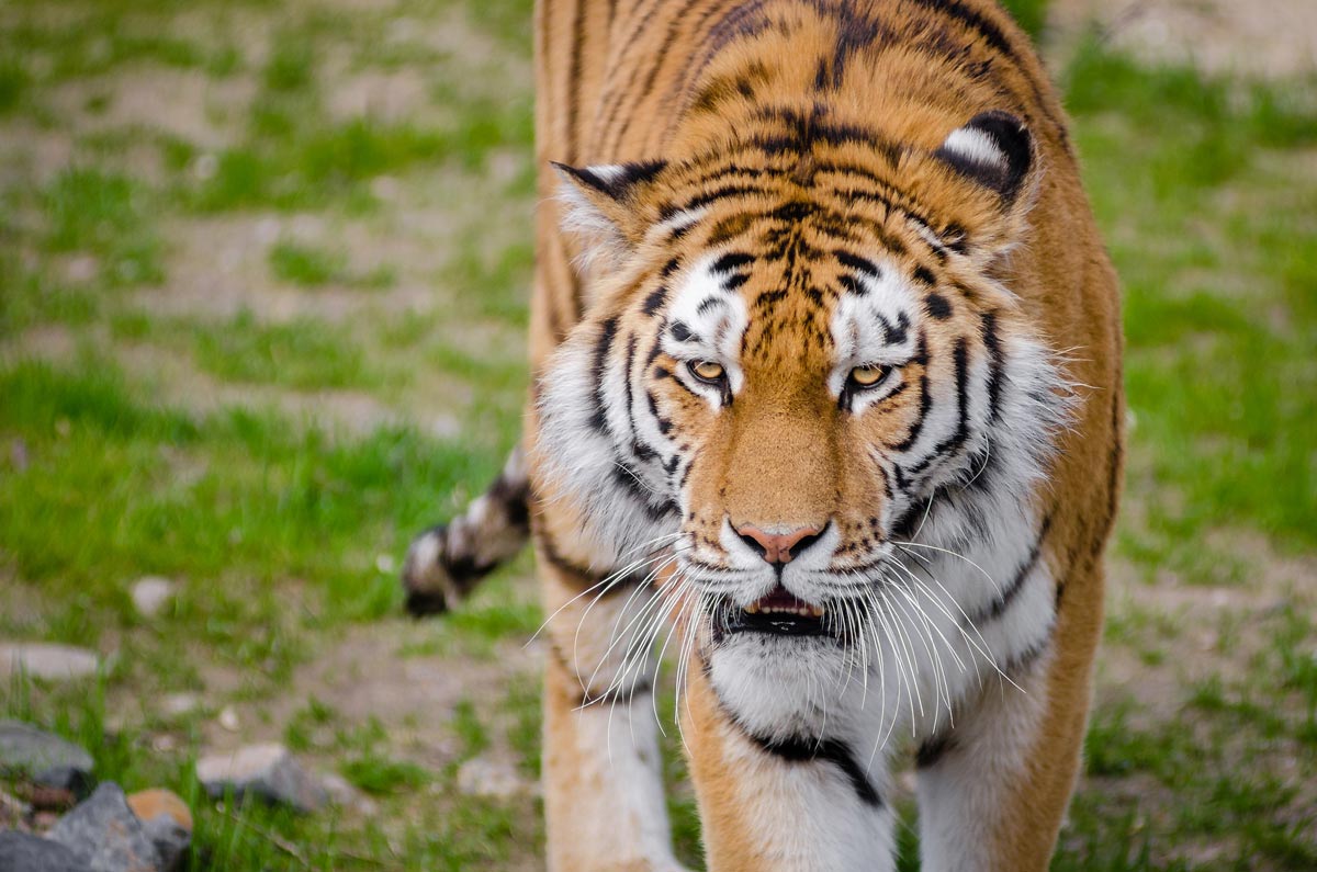 Effektive Selbstverteidigung in Aarau. Tiger Symbol vom Shotokan Karate.