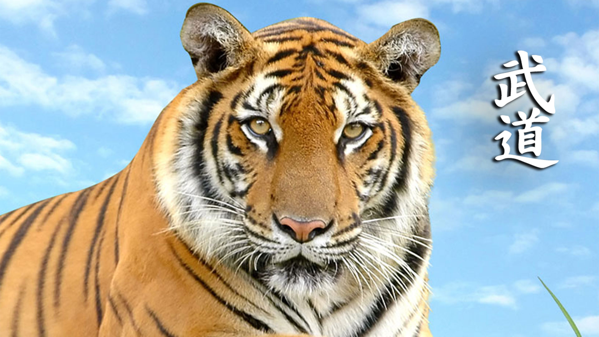 Kampfsportschule Aarau - Karate Aarau