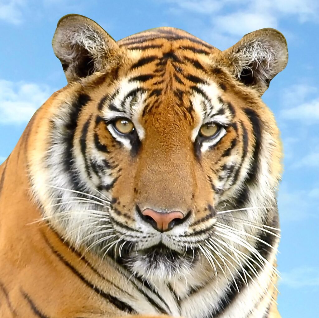 Kampfsportschule Aarau - Karateschule